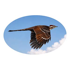 Pheasant Cuckoo in Flight